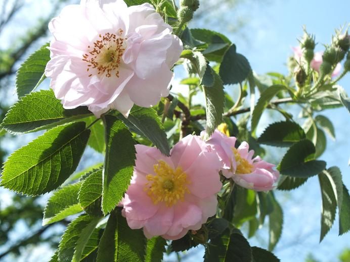  photo duplex3_zps4c65b973.jpg